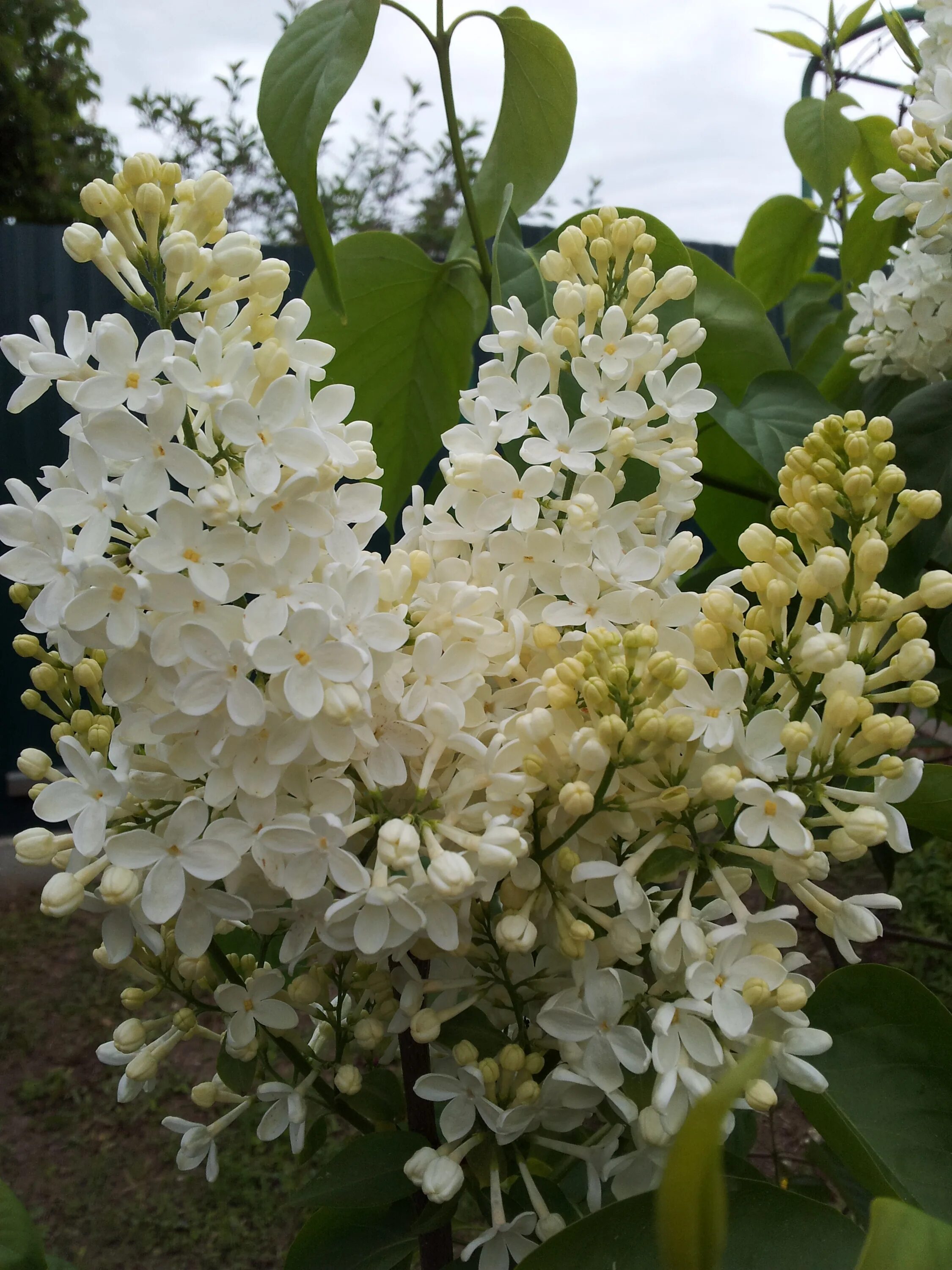 Сирень роуз. Сирень обыкновенная primrose. Сирень etna syringa. Сорт сирени примроуз. Сирень обыкновенная жемчужина.