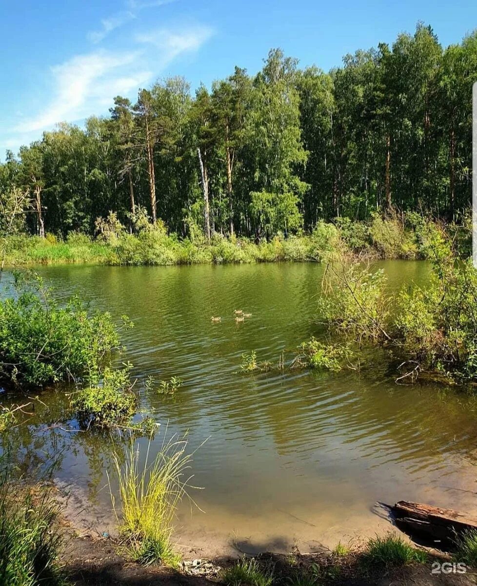 Лесные озера барковщина. Заболоцкий лесное озеро. Лесные озера отзывы. Вагвозеро лесное озеро. Лесные озера отзывы.
