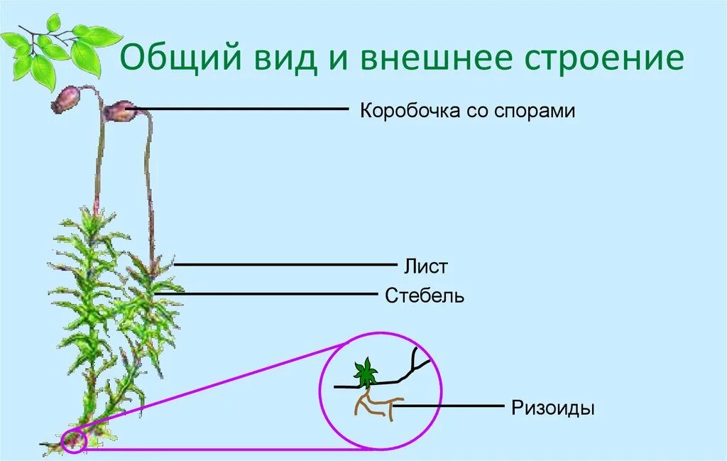 Моховидные растения ризоиды. Ризоиды у мхов. Отдел Моховидные строение. Строение мха.