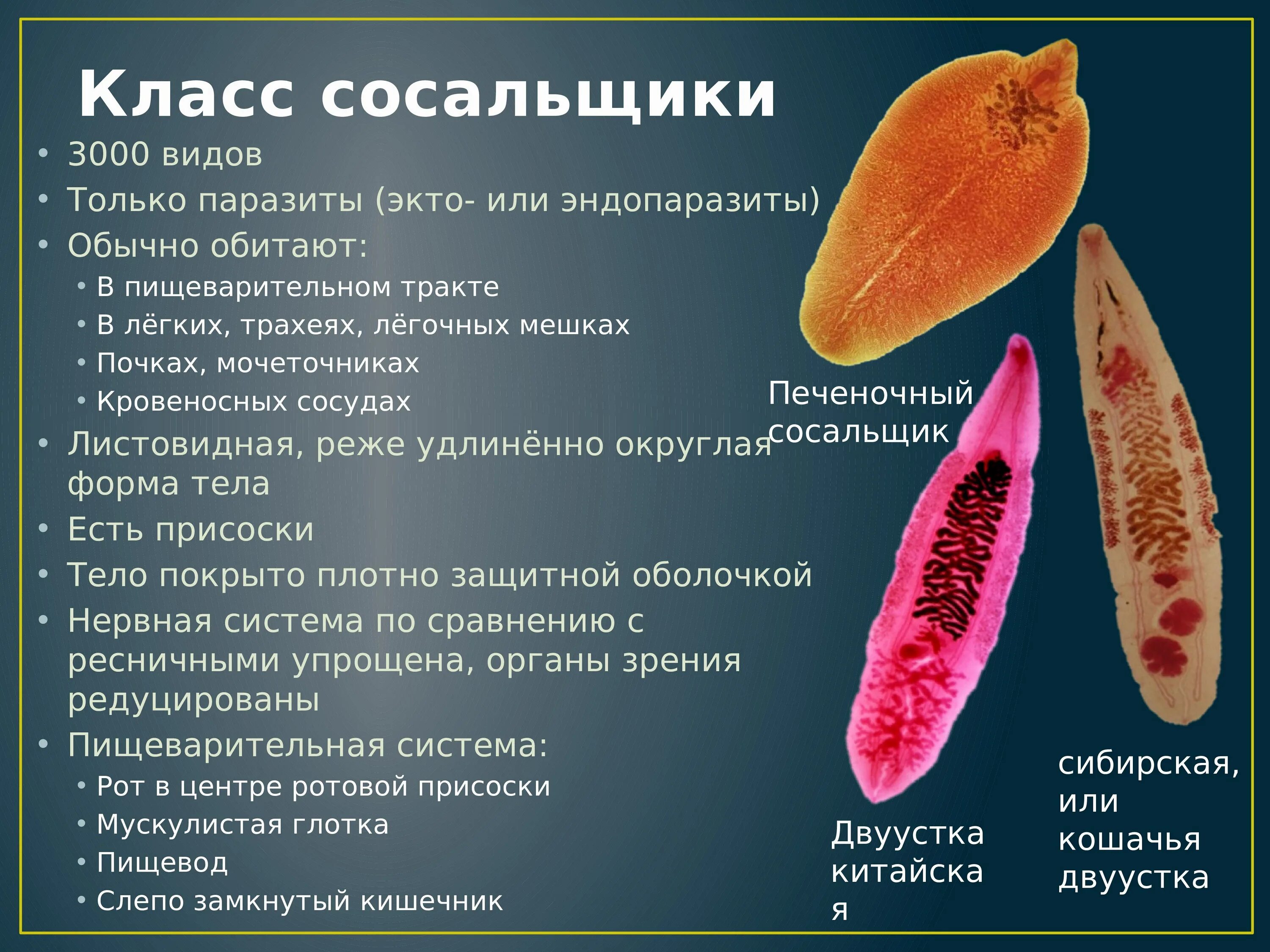 Класс сосальщики черви представители. Черви-сосальщики – трематоды.. Плоские черви (класс трематод);. Тип плоские черви сосальщики. Тип плоские черви печеночный сосальщик