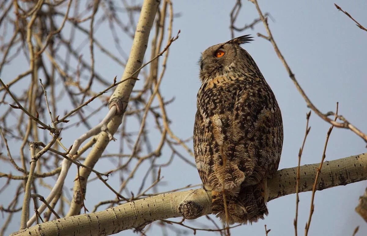 Филин Bubo Bubo Linnaeus, 1758. Филин обыкновенный (Bubo Bubo). Филин Ленинградской области. Совы Ленобласти. Сова губерния самара