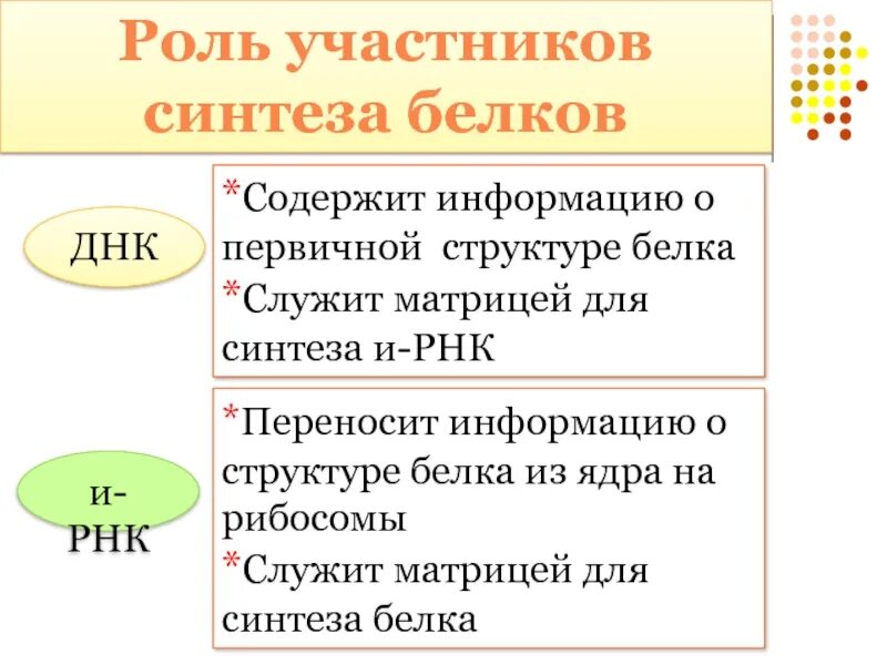 Белковая матрица. Содержит информацию о первичной структуре белка. Служит матрицей для синтеза РНК. Служит матрицей для синтеза белков. Что служит матрицей для синтеза ИРНК.