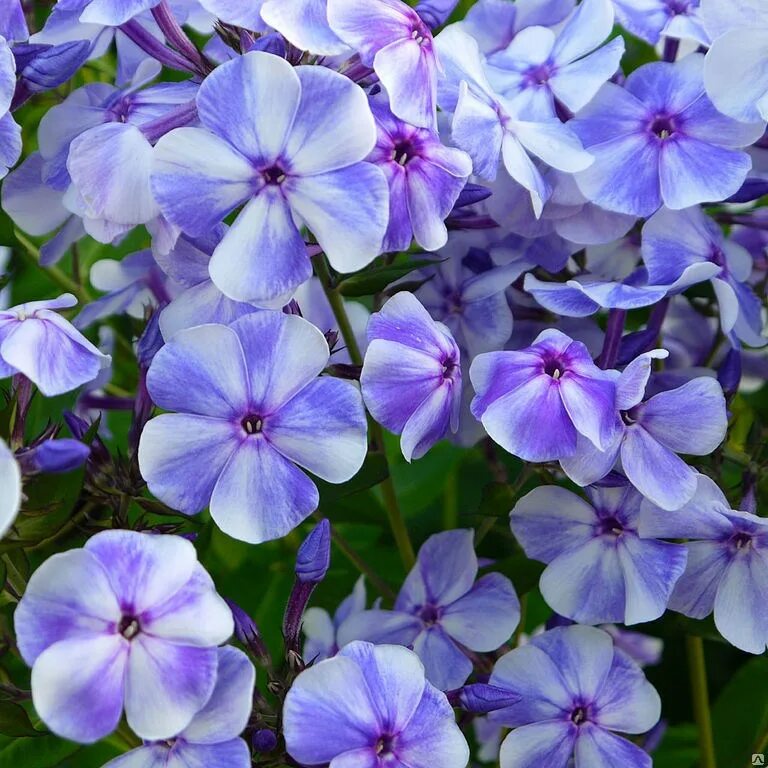Типы флоксов