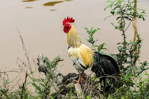 Как правильно петушок