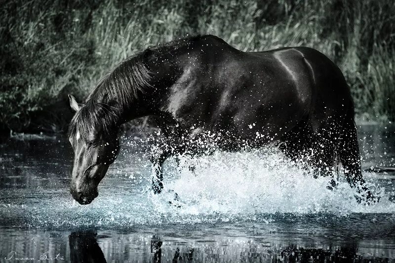 Водяная лошадь это. Черная водяная лошадь. Вороной конь. Лошади в воде. Лошадь плывет.