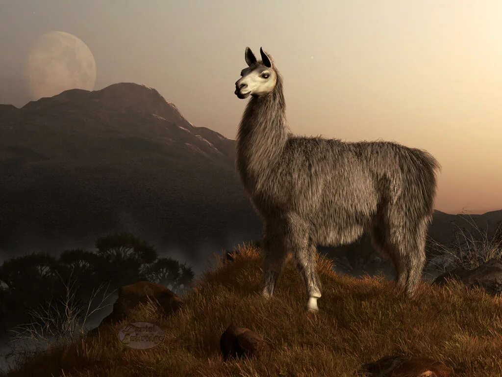 Reflection llama