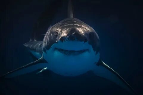 Scary shark