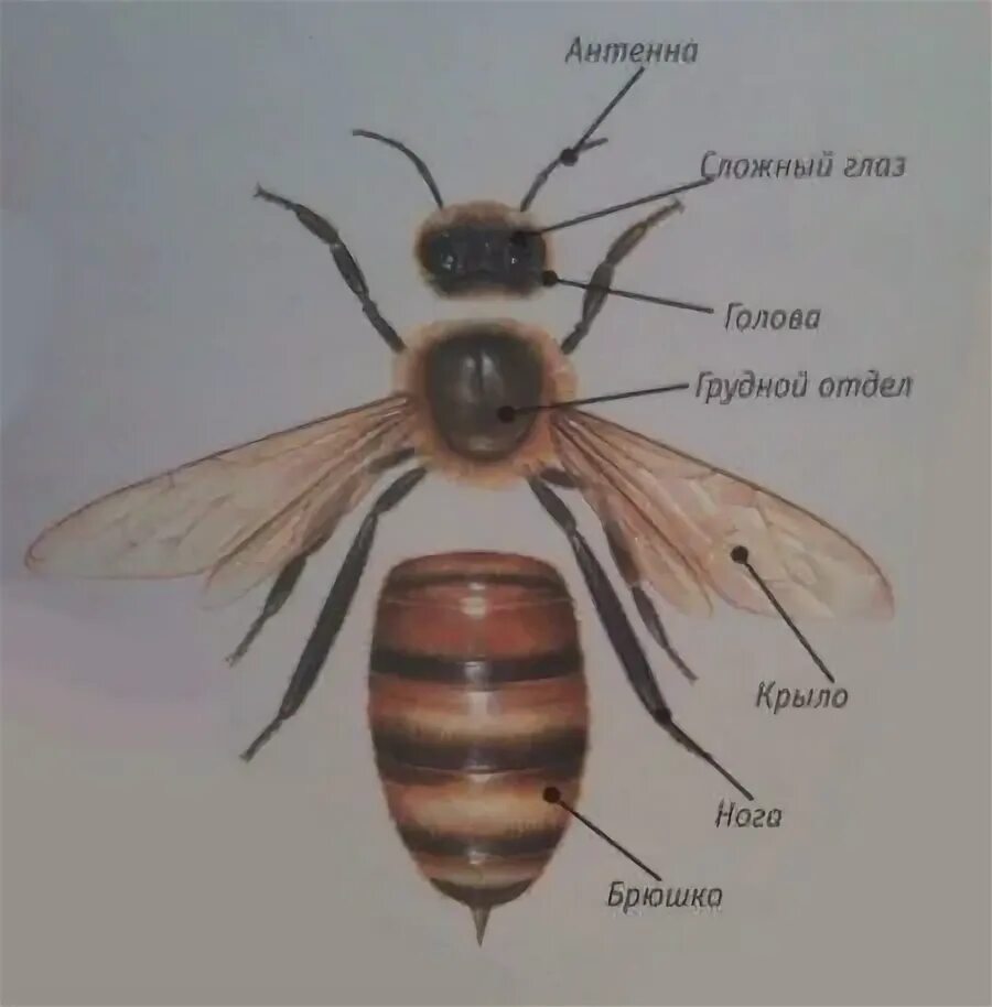 Пчелы 1 разбор. Части тела насекомых для детей. Пчела строение тела. Строение пчелы для дошкольников. Строение насекомых для детей.