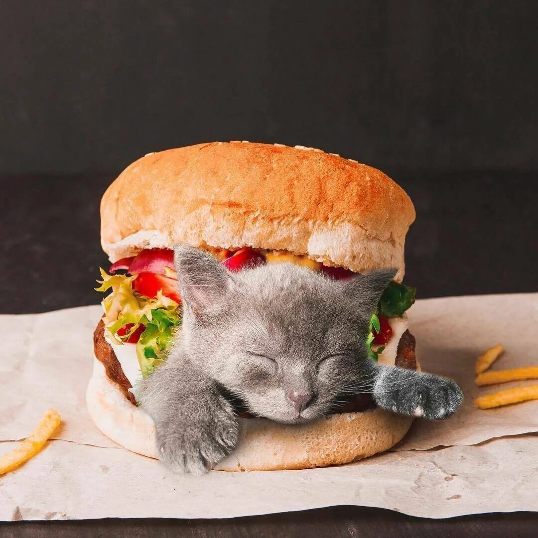 Вкусно ели. Кот бутерброд. Котик с едой. Прикольная еда. Бутерброд с котенком.