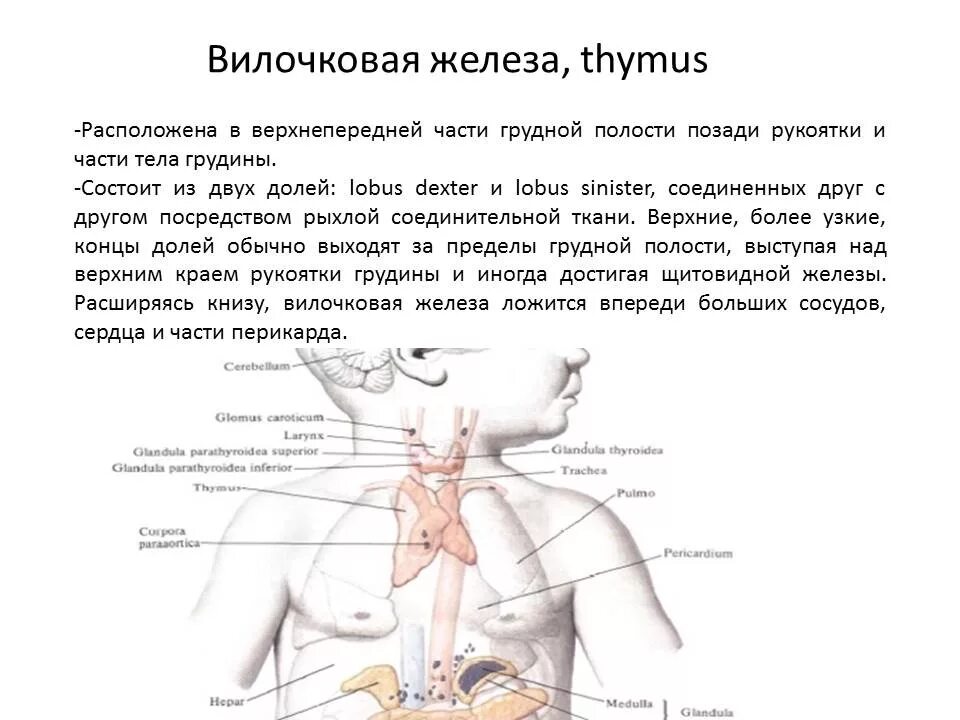 Железа удовольствия. Увеличенная вилочковая железа 2 степени у грудничка. Тимус вилочковая железа у новорожденных. Резидуальная вилочковая железа. Гипертрофия вилочковой железы у новорожденных.