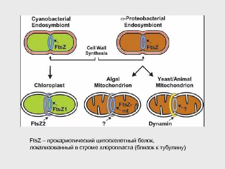 Митохондрия микротрубочка хлоропласт. Амилопласты хлоропласты пропластиды. Размножение хлоропластов. Деление хлоропластов. Деление митохондрий и хлоропластов.