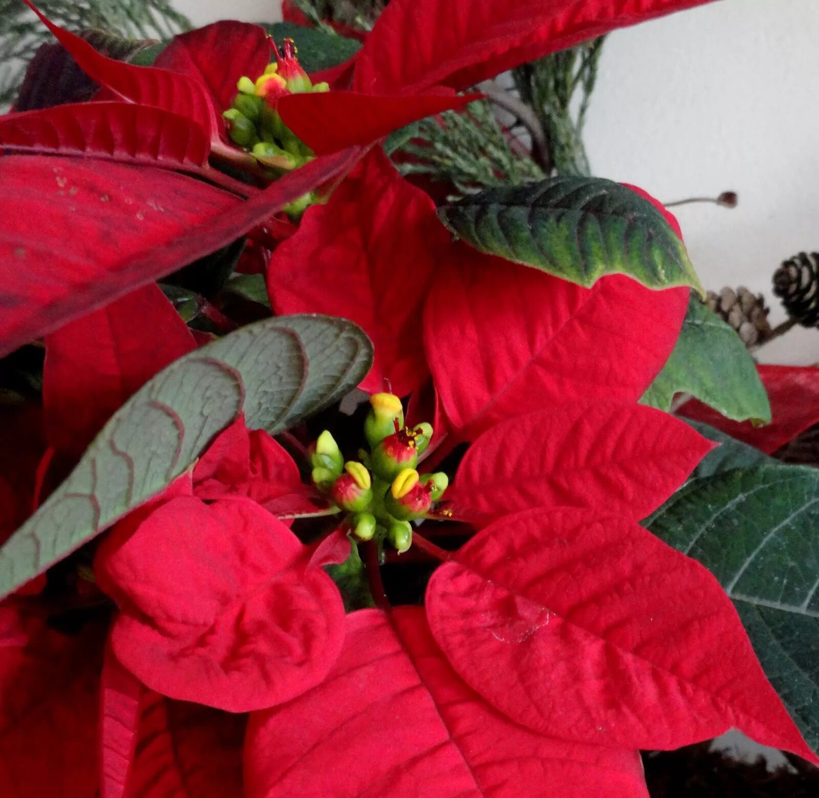 пуансеттия (poinsettia) грунт. пуансеттия глиттер ред. фикус, пуансеттия, молочай. эуфорбия пуансеттия. рождественский цветок пуансетия.