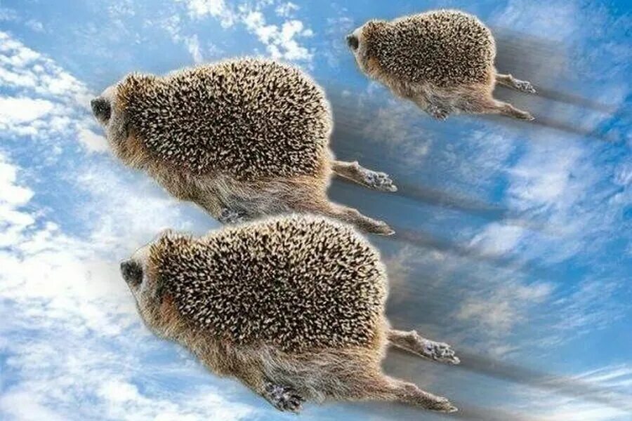 Еж летит