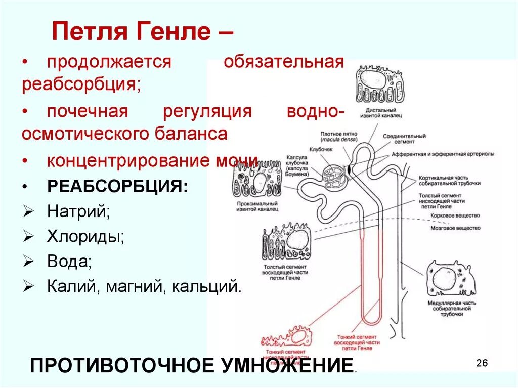 Строение нефрона петля Генле. Выделительная система человека петля Генле. Отделы нефрона петля Генле\. Петля нефрона функции. Какую функцию выполняет нефрон