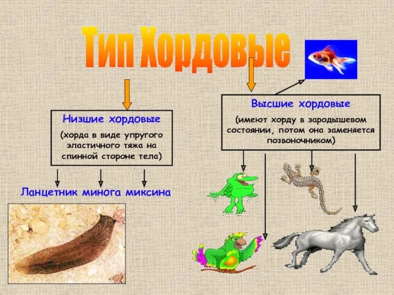 Высшие хордовые животные