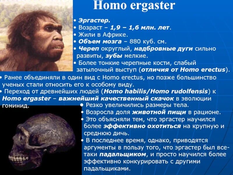 Человек работающий homo ergaster. Хомо эргастер характеристики.