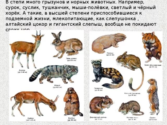 Животные которые обитают в степи. Животные живущие в степи. звери обитающие в степи. хищники которые обитают в степи. животные которые живут в степях россии.