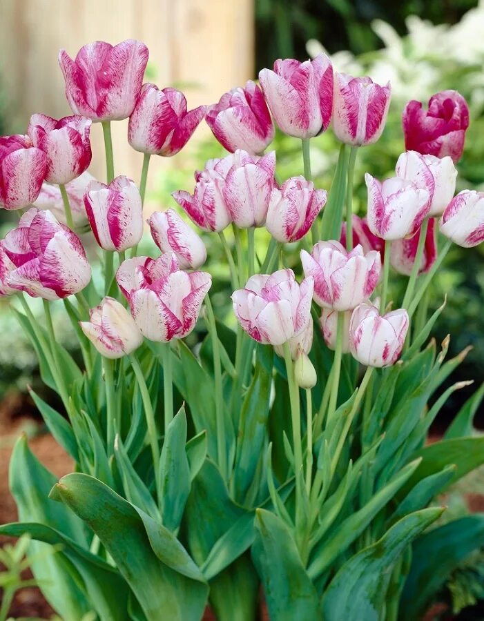 Тюльпаны кэнди. Тюльпан многоцветковый Кэнди клаб. Тюльпан Антуанетта многоцветковый. Тюльпан многоцветковый Аннелинда. Тюльпан многоцветковый Грейсленд.