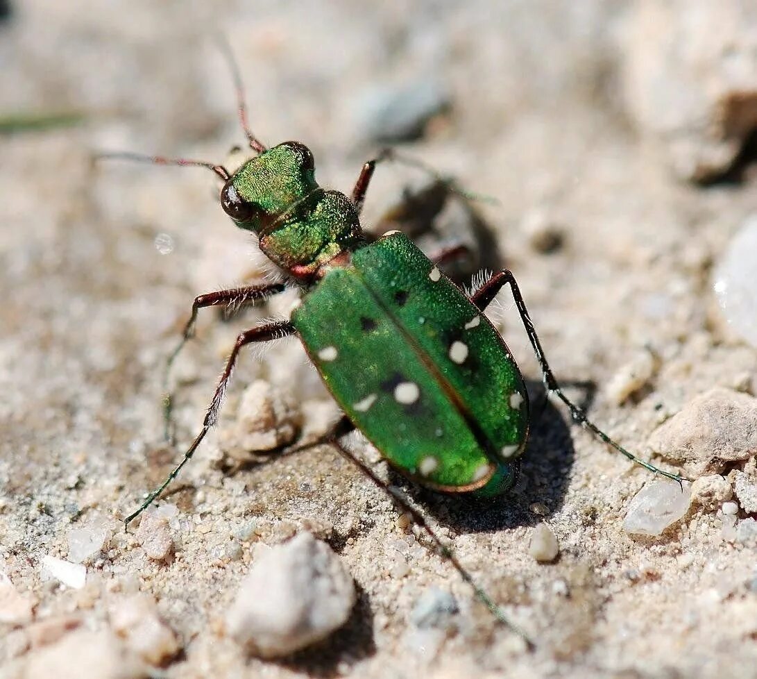 Жук скакун полевой. Жук скакун полевой зеленый. Cicindela Campestris. Жужелица скакун.