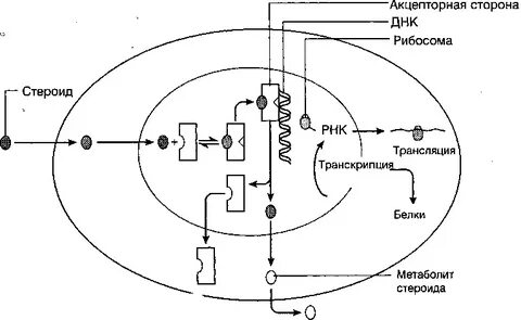 Механизм стероидных гормонов