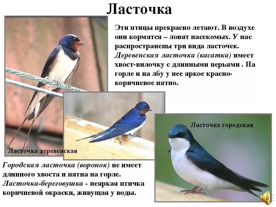 Сравнение 2 птиц. Интересные факты о Ласточках. Ласточка птица описание. Описание ласточки. Интересные факты о Ласточках для детей.