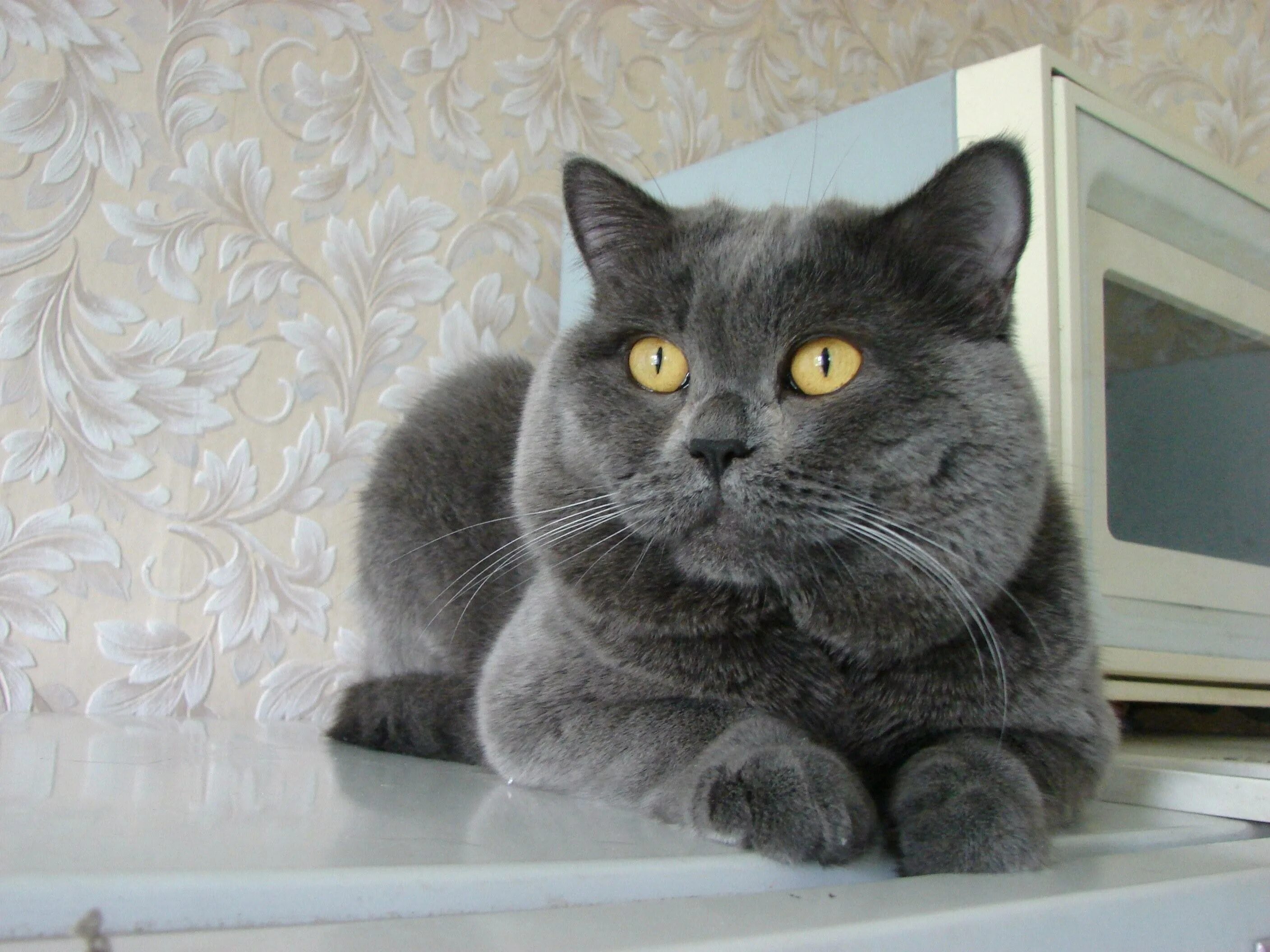 Британец кот прямоухий серый. Британский прямоухий кот. британский кот прямоухий серый. британская кошка прямоухая серая. британка прямоухая кошка серая.