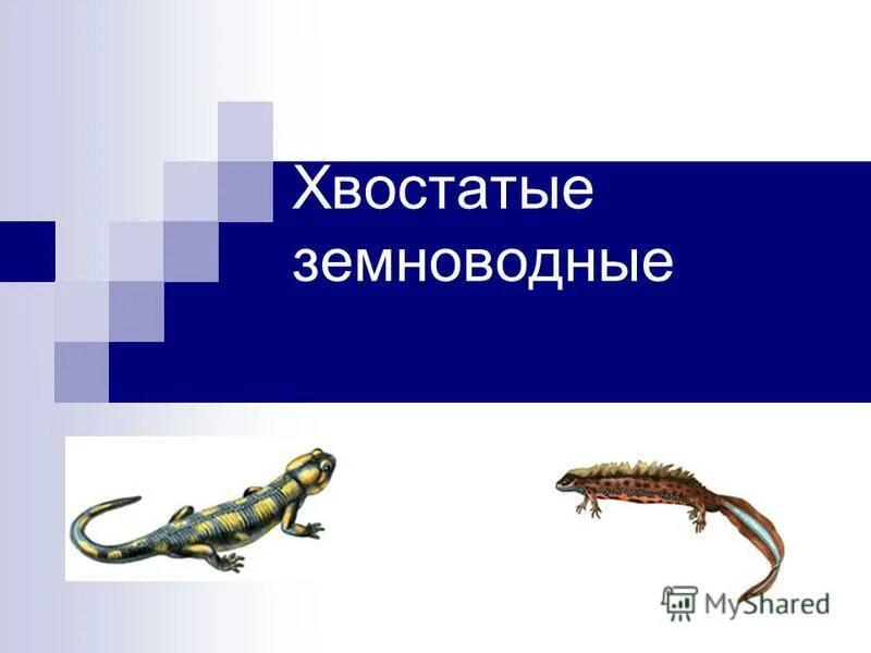 Древние земноводные произошедшие от древних рыб. Отряд хвостатые земноводные строение. Класс амфибии отряд хвостатые. Хвостатые земноводные питание.