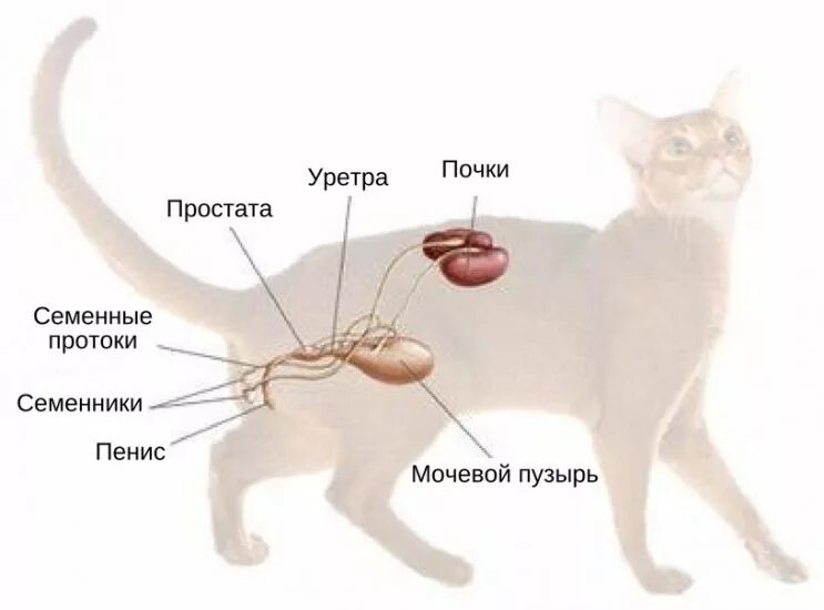 Мочеиспускание животных. Мочевая система кота. Мочеполовая система кота анатомия. Мочеполовая система кота и кошки. Выделительная система кошек схема.