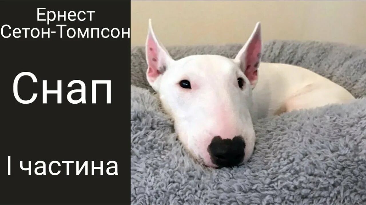 Рассказы снап. Сетон-томпсон снап. снап история бультерьера. снап аудиокнига. снап (история бультерьера)читать.
