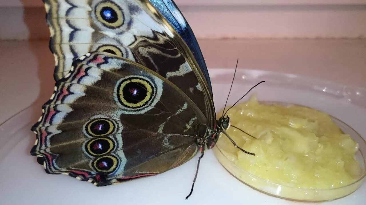 Кормление бабочек. Еда для бабочек. Домашние бабочки. Бабочки в домашних условиях. Чем питаются бабочки в домашних