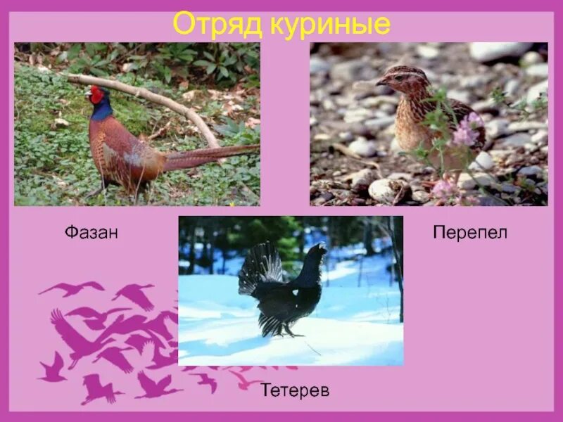 К какому отряду куриных