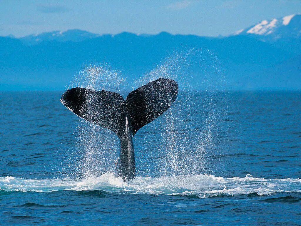 Ласты китообразных. Хвост горбатого кита. Кит Горбач хвост. Коста Рика киты. Хвост кита в океане.