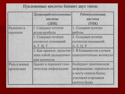 Выберите функции нуклеиновых кислот транспорт кислорода