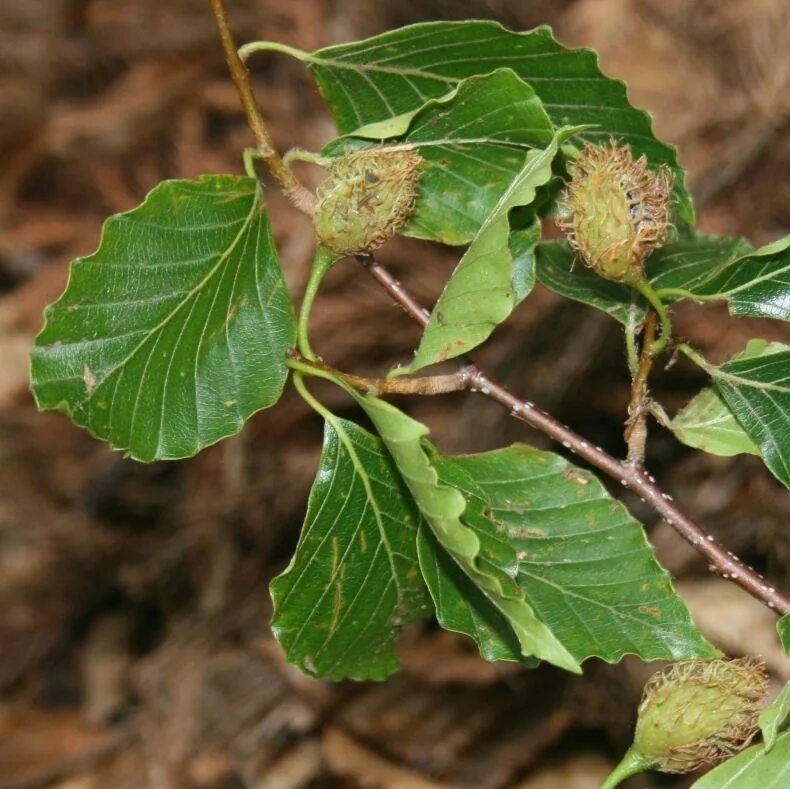 Дерево бук фото и описание. Бук Восточный – Fagus orientalis. Бук крупнолистный. Бук Лесной плод. Fagus crenata.