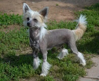 Купили хохлатую собаку