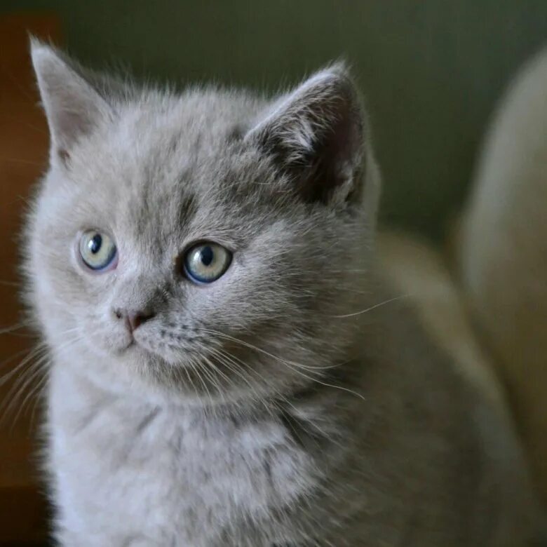 Купить котенка в тульской. Британские котята цена Тула. Купить котенка британца в Туле цены.