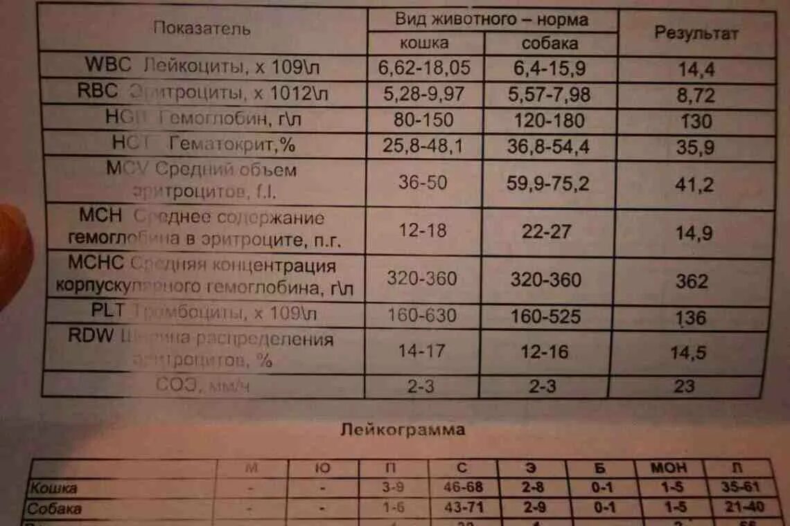 П л в крови. Анализ крови. Анализы общий анализ крови. Общий анализ крови Результаты.