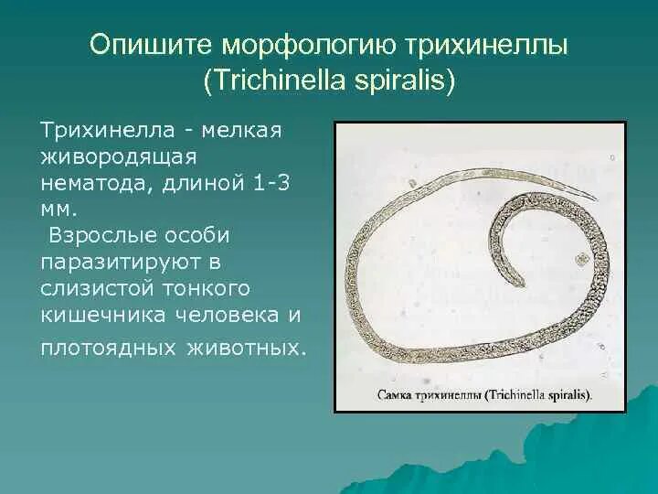 Паразитические круглые черви 7 класс. Свободноживущие круглые черви представители. Круглые черви – nemаthelminthes. Гельминты тип круглые черви. Тип круглые черви класс нематоды представители.