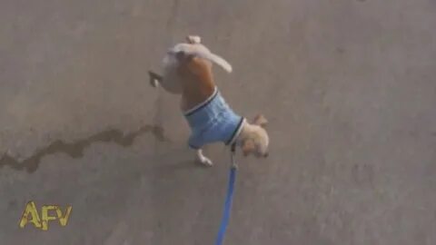 Собака писает видео