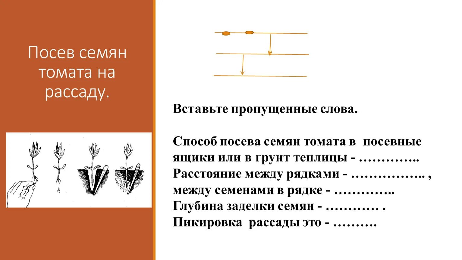 Глубина посева семян томатов. Технологическая карта посев семян томата. Технология посева семян. Посев семян техникой. Этапы посева семян.