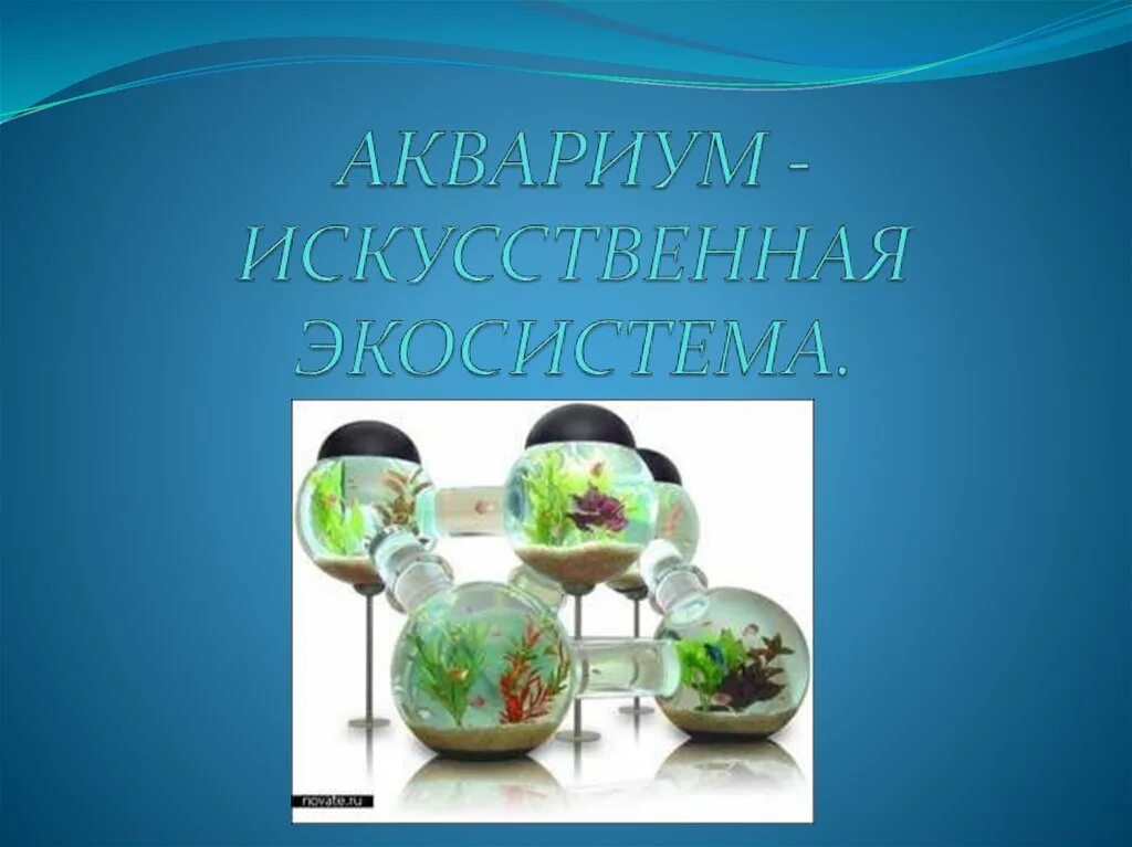 Аквариум искусственная экосистема. Искусственная экосистема аквариум презентация. Аквариум для презентации. Аквариум как искусственная экосистема.