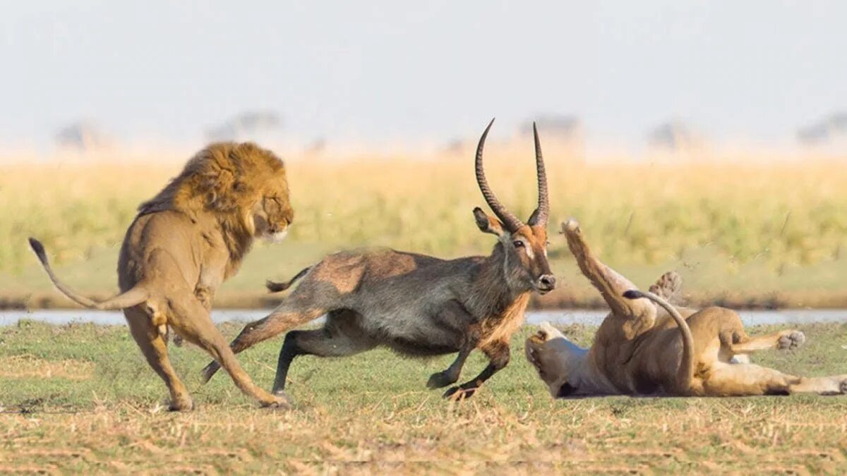 Гнаться вид. Африка львы антилопы. Лев охотится.