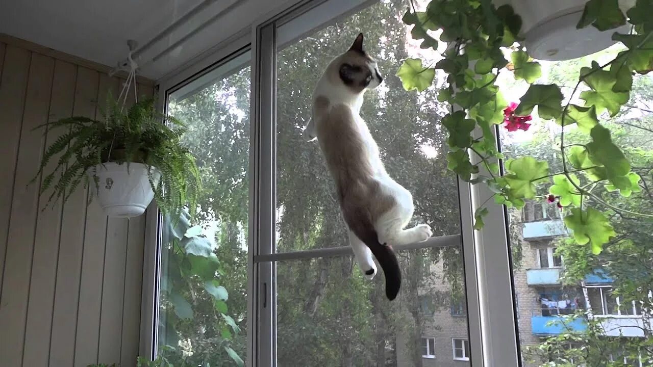 Кот балкон видео. Кот из фильма дом. Кошачий балкон. Кот лезет в окно. Кот на балконе.