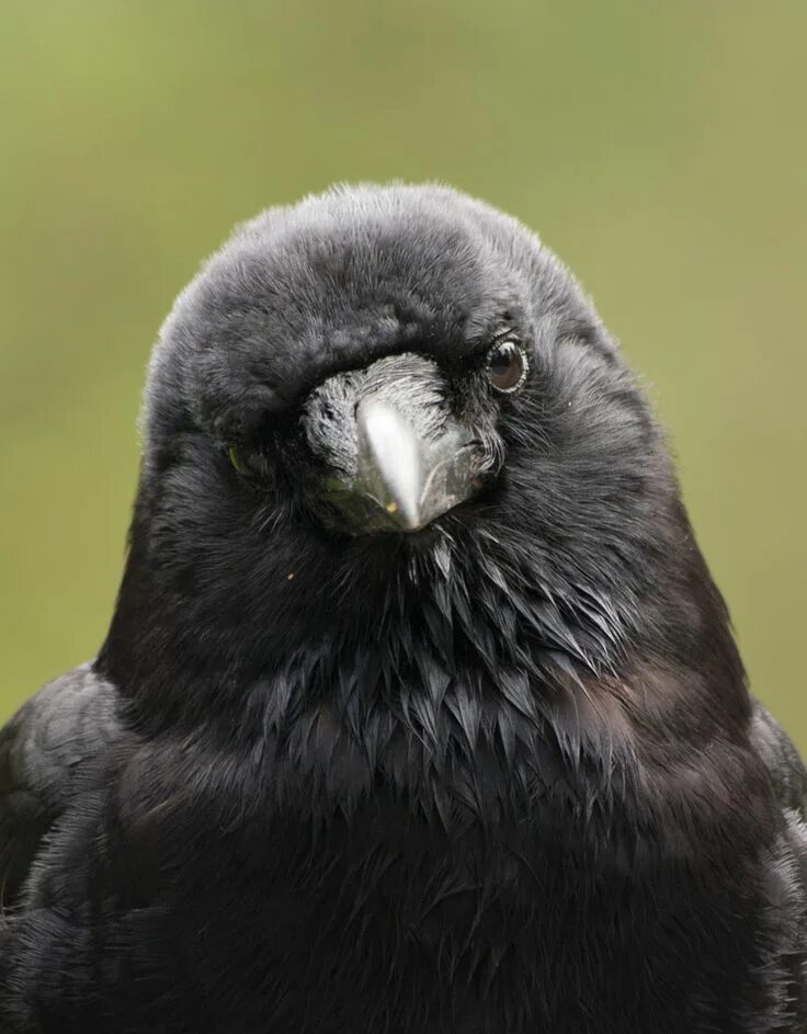 Crow get