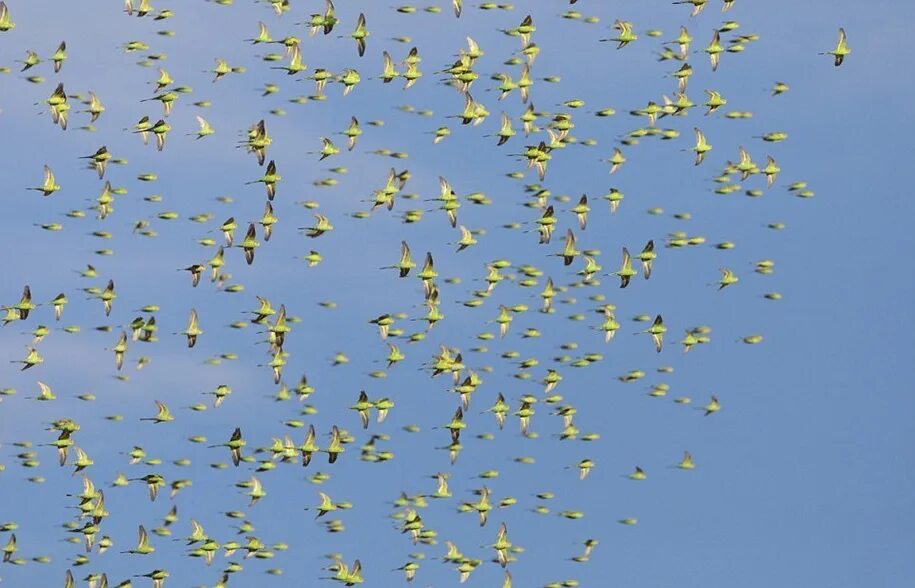 волнист много. попугаи волнистые попугайчики. фото волнистых попугайчиков. волнист много. волнист много.