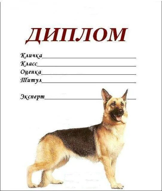 Как назвать щенка имена. Имя для щенка мальчика. Кличка для собаки мальчика щенка. Имена для собак мальчиков русские. Самые крутые имена для собак мальчиков.