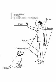 Жесты собаки