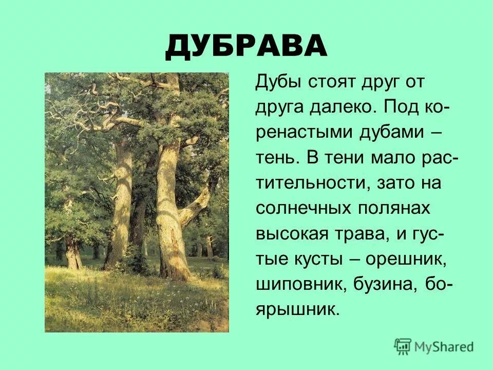 Дуб для презентации. Презентация на тему дуб. Проект на тему Дубрава. Дубрава лес. Дуб текст описание