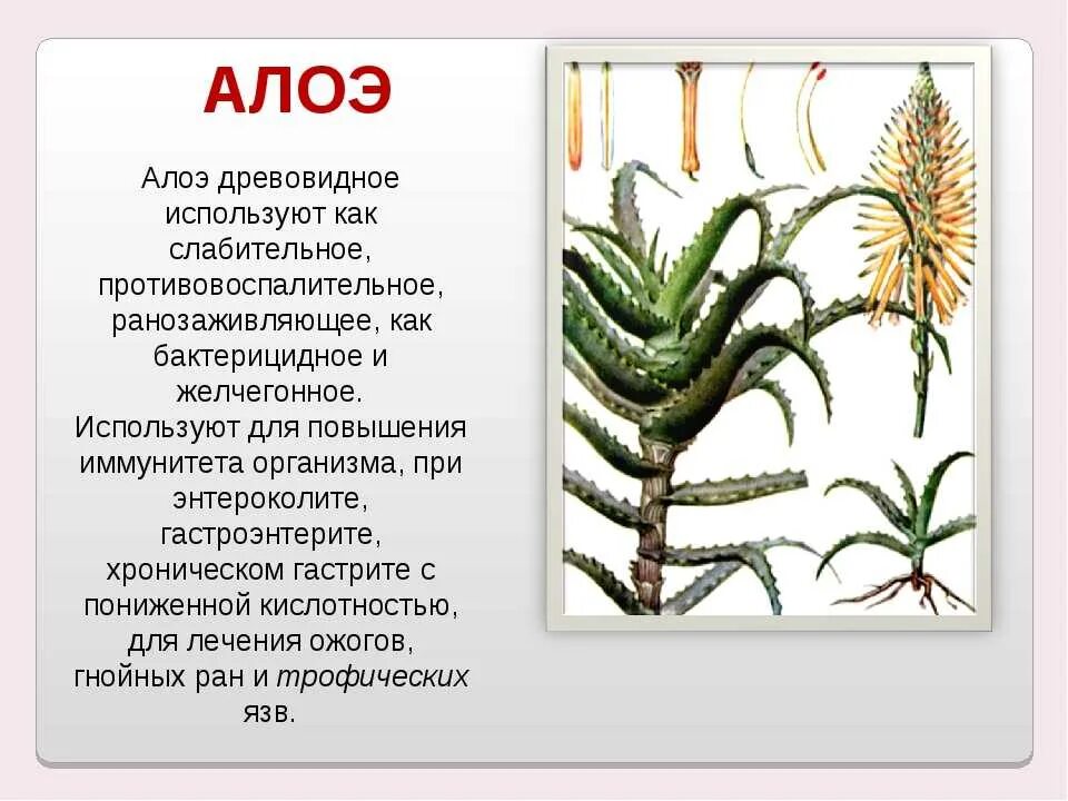 Алоэ древовидное столетник. Алоэ древовидное (столетник) (Aloe arborescens). Алоэ древовидное (Aloe arborescens). Алоэ древовидное ксерофит. К какой группе относится алоэ