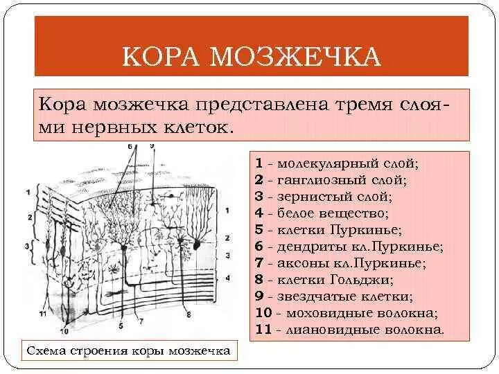 Функции клеток мозжечка. Элементы коры мозжечка послойно. клетки зернистого слоя мозжечка. молекулярный слой коры мозжечка. зернистый слой коры мозжечка.